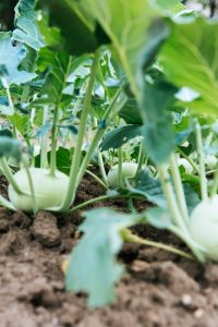 Lees meer over het artikel Tips voor als jij van plan bent je tuin te gaan verbouwen